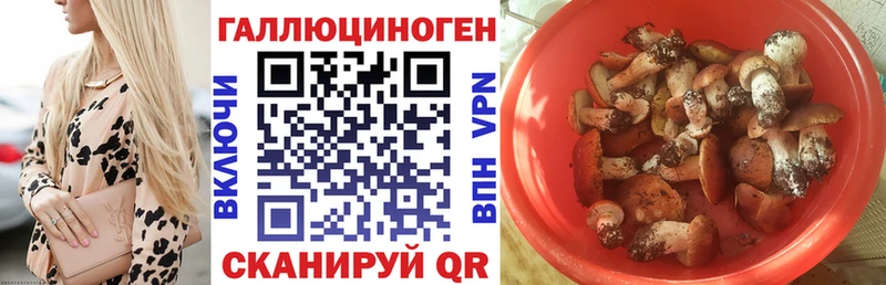 MEGA Зверево Псилоцибиновые грибы Psilocybe где купить